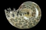 Polished, Agatized Ammonite (Phylloceras?) - Madagascar #132144-1